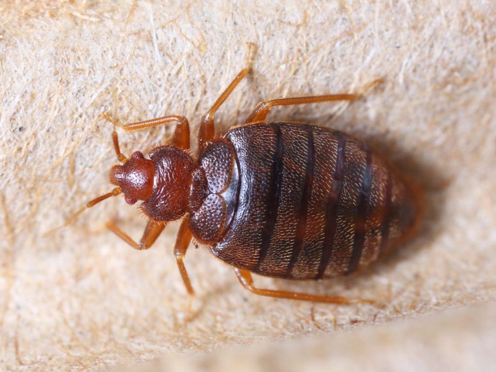bed-bug-inspection