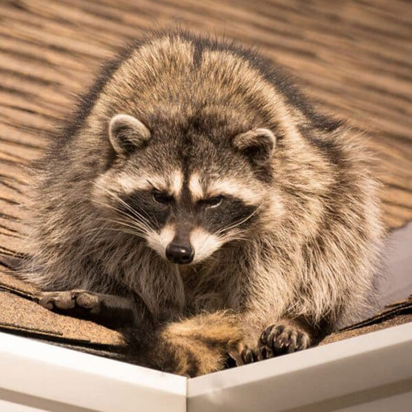 pest-inspection