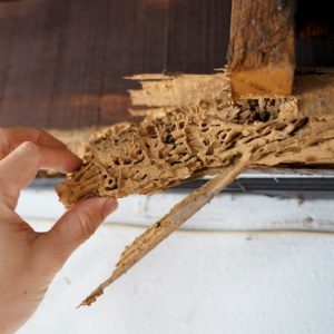 Termite Inspection Company NJ